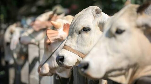 Ilustrasi Qurban